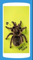 Spiders Wallpaper HD 4K পোস্টার