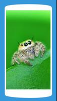 Spiders Wallpaper HD 4K স্ক্রিনশট 1