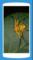 Spiders Wallpaper HD 4K স্ক্রিনশট 3