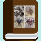 Espécies de aranha ebook ícone