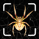 Spider Identifier: Insect ID APK