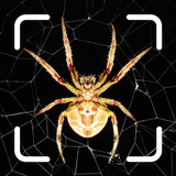 Spider Identifier: Insect ID APK