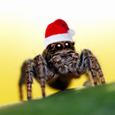 Cute Spider Wallpapers APK