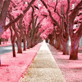 Pink Aesthetic Wallpaper