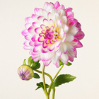 Spoon Flower Wallpaper icon