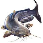 Catfish Farming icône