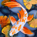 Koi Fish Wallpaper APK
