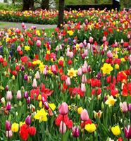 Spring Flowers Garden Wallpape اسکرین شاٹ 3