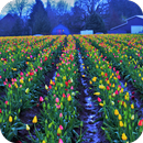 Spring Wallpaper APK