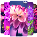 Spring Wallpaper APK