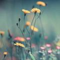 spring wallpapers