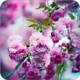 کاغذ دیواری زیبایی شناسی بهار