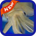 Squid Wallpaper