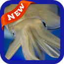 Squid Wallpaper APK