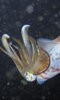 3 Schermata Squid Wallpaper