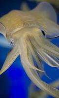 1 Schermata Squid Wallpaper