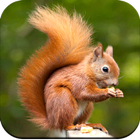 Squirrel Wallpaper HD icône