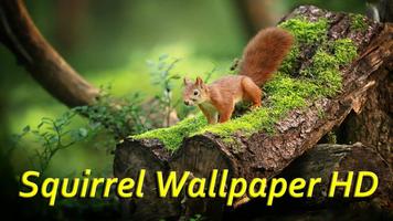 Squirrel Wallpaper HD Affiche