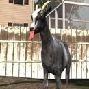 Angry Goat Revenge Funny Goat APK