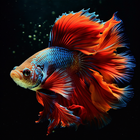 Betta Fish Wallpapers 4K icono