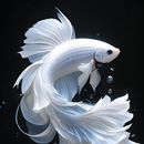 Betta Fish Wallpaper 4K APK