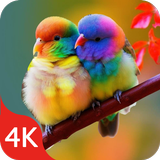 Birds Wallpaper in 4K APK