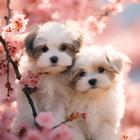 Dog Wallpapers & Cute Puppy 4K icône