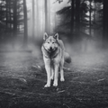 Wolf Wallpaper