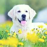 Dog Wallpapers