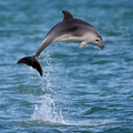 Dolphin Wallpaper