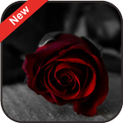 Wallpaper Rose Flower Live 4K / HD simgesi