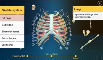 Human Skeletal System 截圖 1