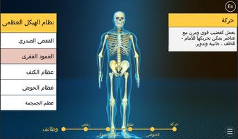 Human Skeletal System 截圖 2