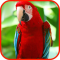 Parrot HD Live Wallpaper