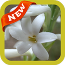Tuberose Wallpaper APK