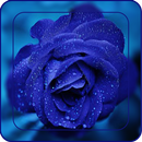 Rose Dp Wallpaper APK