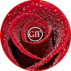 Rose Gif Status biểu tượng