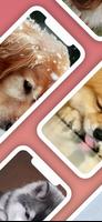 Cute Puppy Wallpaper Affiche