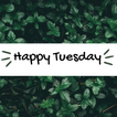 happy tuesday 아이콘