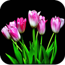 Tulip Wallpaper HD APK