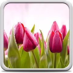 Tulips Live Wallpaper APK download