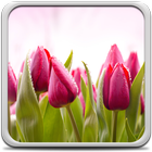 Tulpen Live Achtergronden-icoon