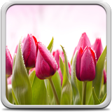 Tulips Live Wallpaper icon