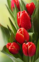 Tulipes Fond D'écran Animé Affiche