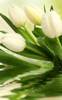 Tulips Live Wallpaper screenshot 1