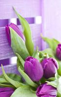 Tulips Live Wallpaper screenshot 2