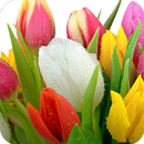 Tulips Flower HD Wallpaper APK