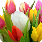 Icona Tulips Flower HD Wallpaper