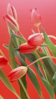 2 Schermata Tulips Flower HD Wallpaper
