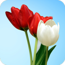 Tulips wallpaper APK